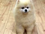 Yakışıklı Pomeranian Boo