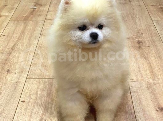 Yakışıklı Pomeranian Boo