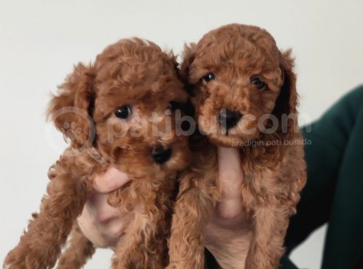 Sevi̇mli̇ A Scr Toy Poodle Bebekleri̇mi̇z görsel