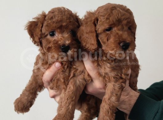 Sevi̇mli̇ A Scr Toy Poodle Bebekleri̇mi̇z görsel