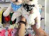 Sifir Numara Maltese Terri̇er Irk Garanti̇li̇