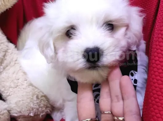 Sifir Numara Maltese Terri̇er Irk Garanti̇li̇ görsel