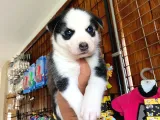 Safkan Husky Si̇bi̇rya Kurdu Bebekler Irk Garanti̇li̇