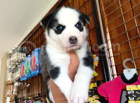 Safkan Husky Si̇bi̇rya Kurdu Bebekler Irk Garanti̇li̇ görsel