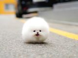 Sağlik Ve Irk Garanti̇li̇ Pomerani̇an Boo Yavrularimiz