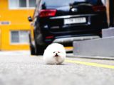 Sağlik Ve Irk Garanti̇li̇ Pomerani̇an Boo Yavrularimiz