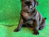 Siyah Erkek Ve Dişi Pug Mops en Nadir Renk