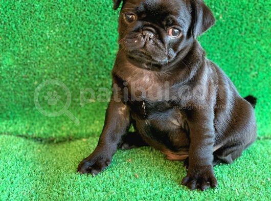 Siyah Erkek Ve Dişi Pug Mops En Nadir Renk