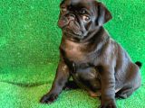 Siyah Erkek Ve Dişi Pug Mops En Nadir Renk