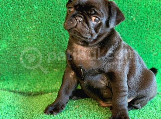 Siyah Erkek Ve Dişi Pug Mops En Nadir Renk görsel