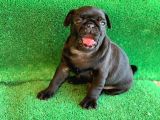 Siyah Erkek Ve Dişi Pug Mops En Nadir Renk