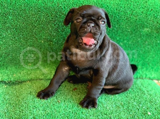 Siyah Erkek Ve Dişi Pug Mops En Nadir Renk görsel
