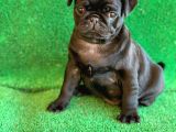 Siyah Erkek Ve Dişi Pug Mops En Nadir Renk