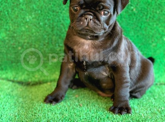 Siyah Erkek Ve Dişi Pug Mops En Nadir Renk görsel