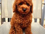 Sağlik Ve Irk Garanti̇li̇ Red Brown Toy Poodle Yavrularimiz