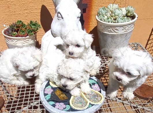 Sağlik Ve Irk Garanti̇li̇ Maltese Terri̇er Yavrularimiz