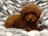 Sağlik Ve Irk Garanti̇li̇ Red Brown Toy Poodle Yavrularimiz