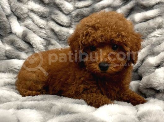 Sağlik Ve Irk Garanti̇li̇ Red Brown Toy Poodle Yavrularimiz görsel