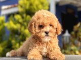 Bebek Surat Toy Poodle Yavrular
