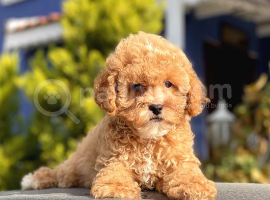 Bebek Surat Toy Poodle Yavrular görsel