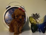 Çocuklara En İyi Arkadaş Poodle Yavrularımız