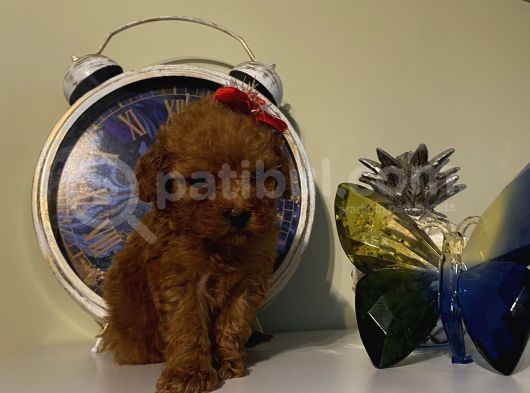 Çocuklara En İyi Arkadaş Poodle Yavrularımız görsel