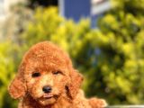 Safkan Red Toy Poodle Bebekler