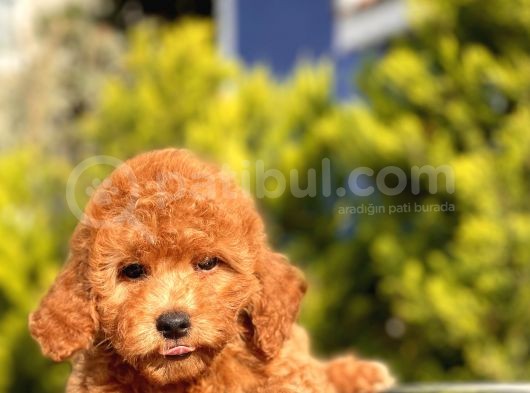 Safkan Red Toy Poodle Bebekler görsel