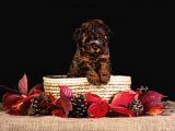 Türkiye’de Tek! Merle Toy Poodle