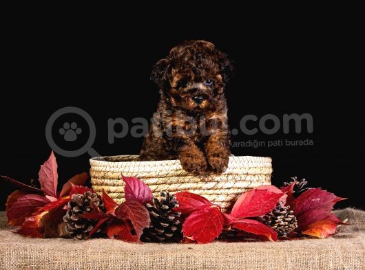 Türkiye’de Tek! Merle Toy Poodle görsel