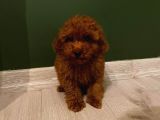 Pasaportlu Redbrown Toy Poodle Yavrumuz