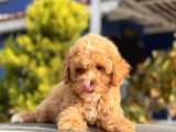 Bebek Surat Toy Poodle Yavrular
