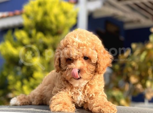 Bebek Surat Toy Poodle Yavrular