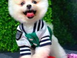 2.5 Aylık Erkek Pomeranian Yavru