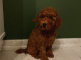 Aşılı Pasaportlu Poodle Yavrularımız