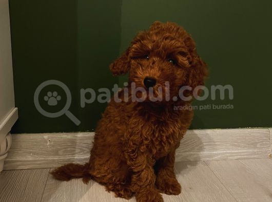 Aşılı Pasaportlu Poodle Yavrularımız