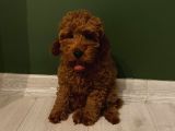 Aşılı Pasaportlu Poodle Yavrularımız