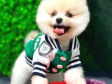 2.5 Aylık Erkek Pomeranian Yavru