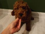 Aşılı Pasaportlu Poodle Yavrularımız