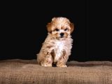 Türkiye’de Tek! Teddy Maltipoo