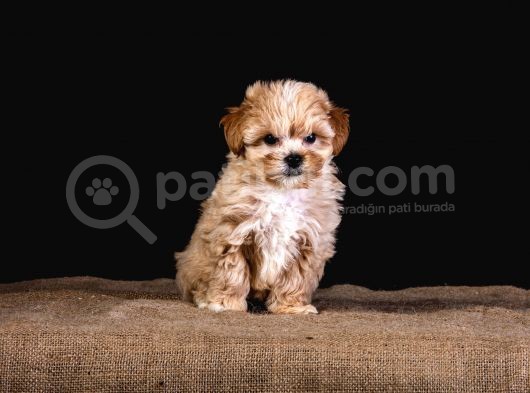 Türkiye’de Tek! Teddy Maltipoo görsel