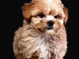 Türkiye’de Tek! Teddy Maltipoo