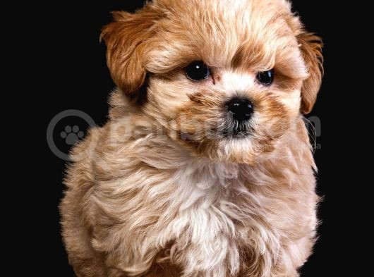 Türkiye’de Tek! Teddy Maltipoo görsel