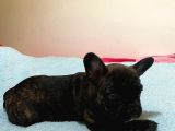 A Kalite French Bulldog