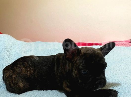 A Kalite French Bulldog görsel