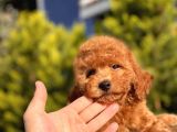 Safkan Red Toy Poodle Bebekler