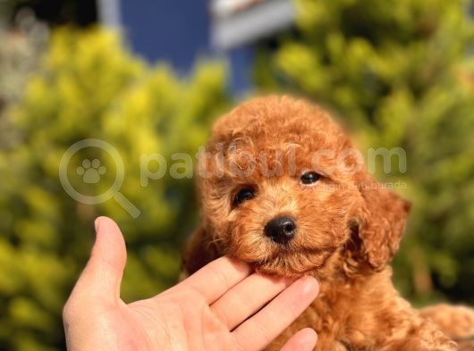 Safkan Red Toy Poodle Bebekler
