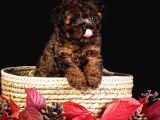 Türkiye’de Tek! Merle Toy Poodle