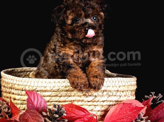 Türkiye’de Tek! Merle Toy Poodle görsel