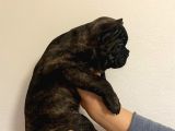 A Kalite French Bulldog